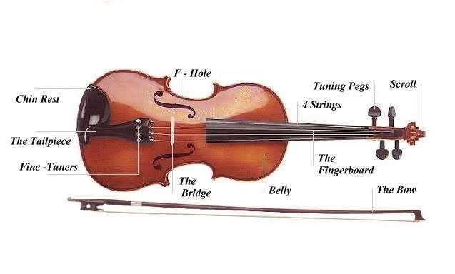 Đàn violin gồm những bộ phận nào